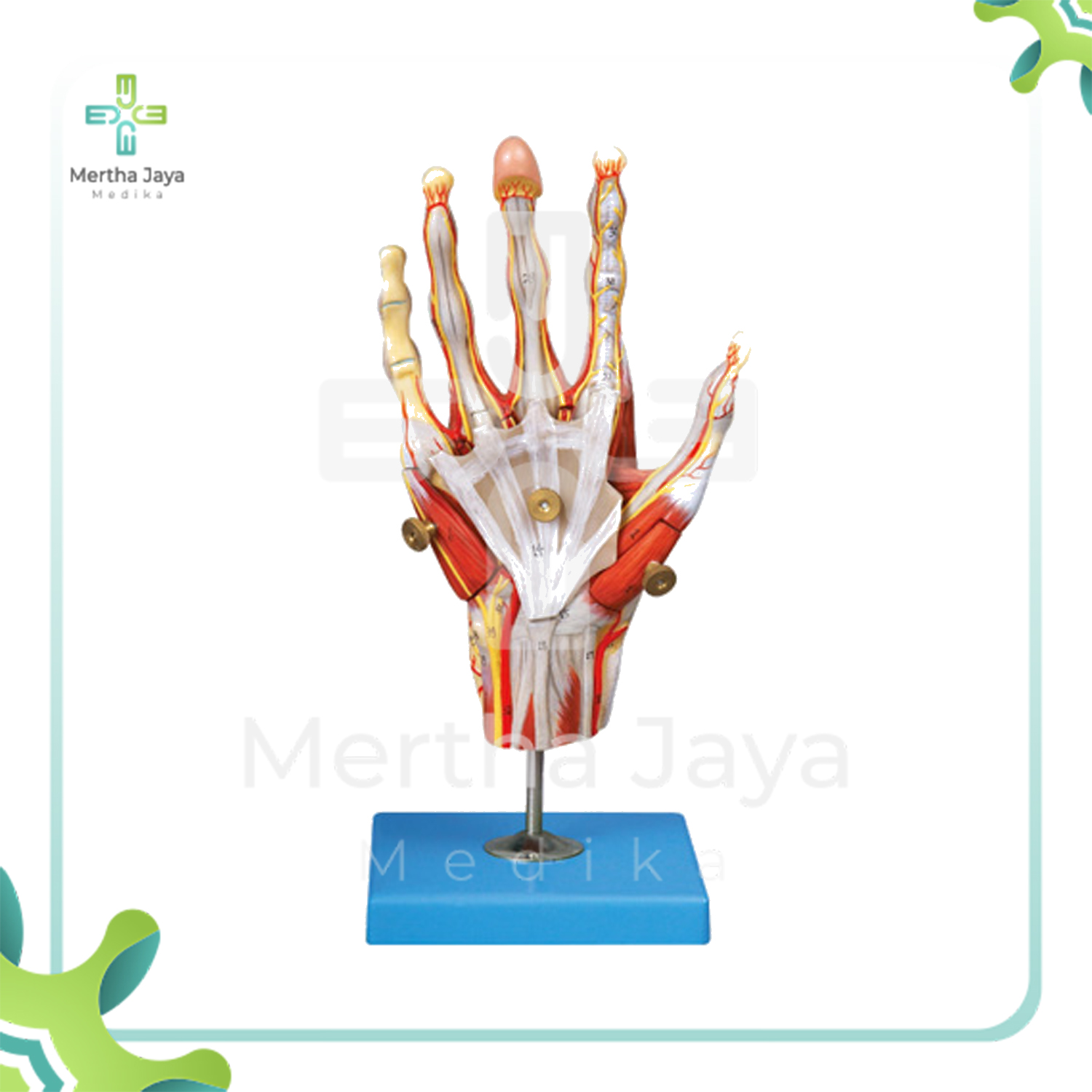 GD_A11307 Muscles of Hand with Main Vessels and Nerves