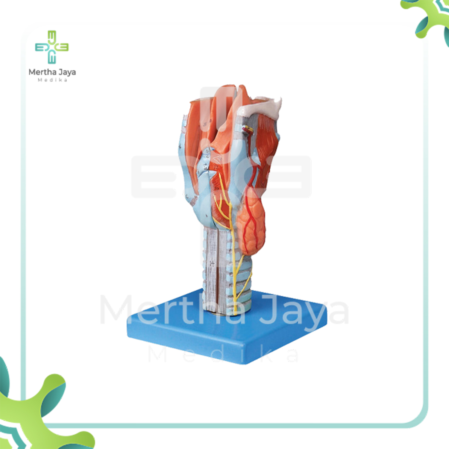GD_A13004 Larynx