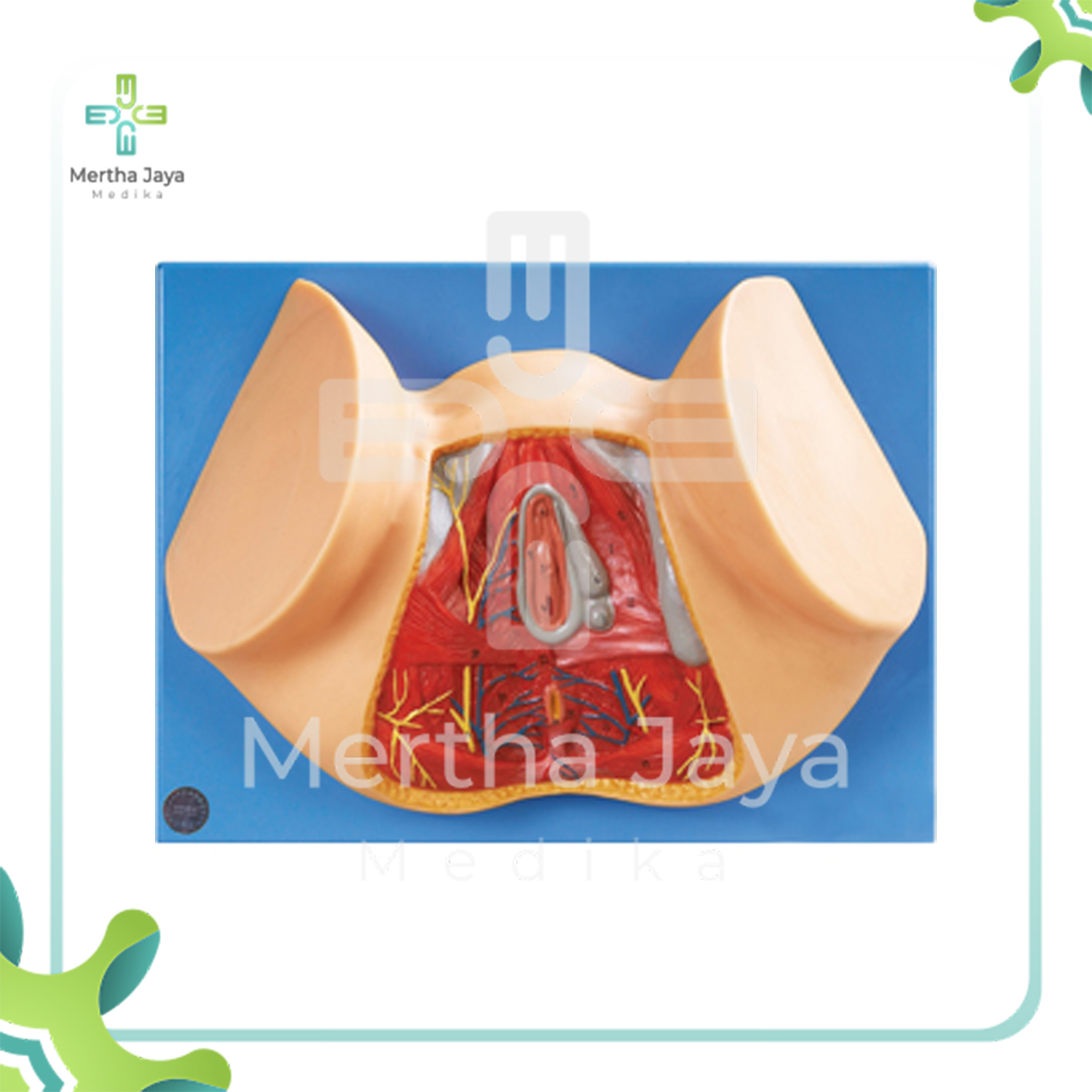 GD_A15113 Female Perineum Anatomy
