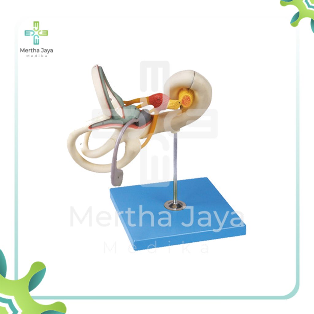 Labirhin Model Labyrinth Model – Mertha Jaya Medika
