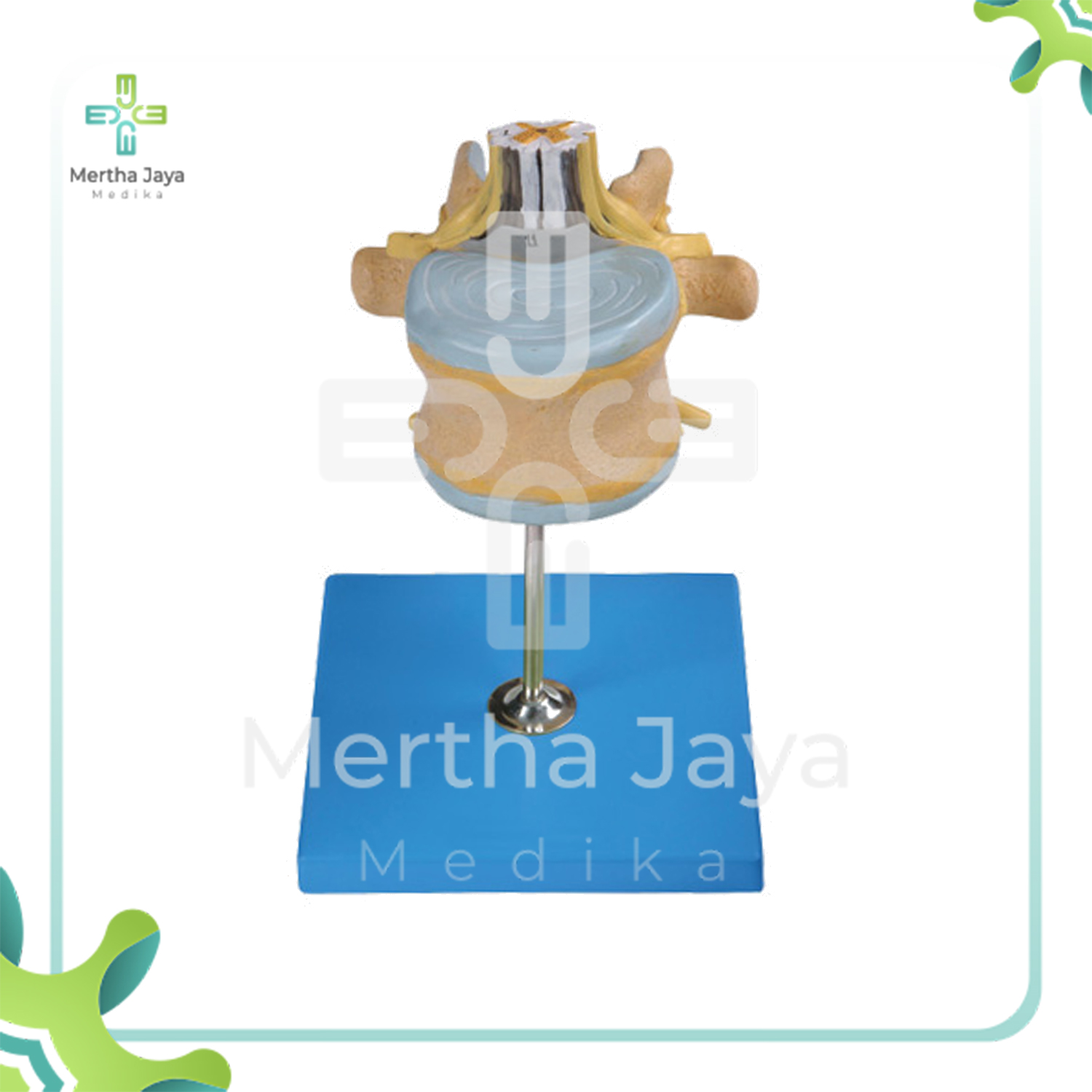 GD_A18107 Lumbar Vertebra with Spinal Cord and Cauda Equina Nerve