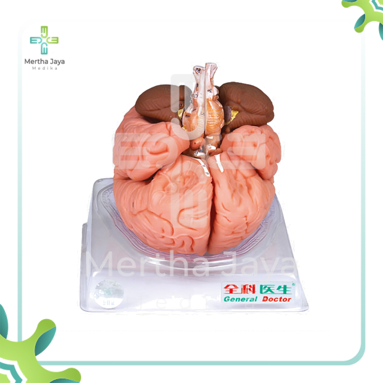 GD_A18201 Brain