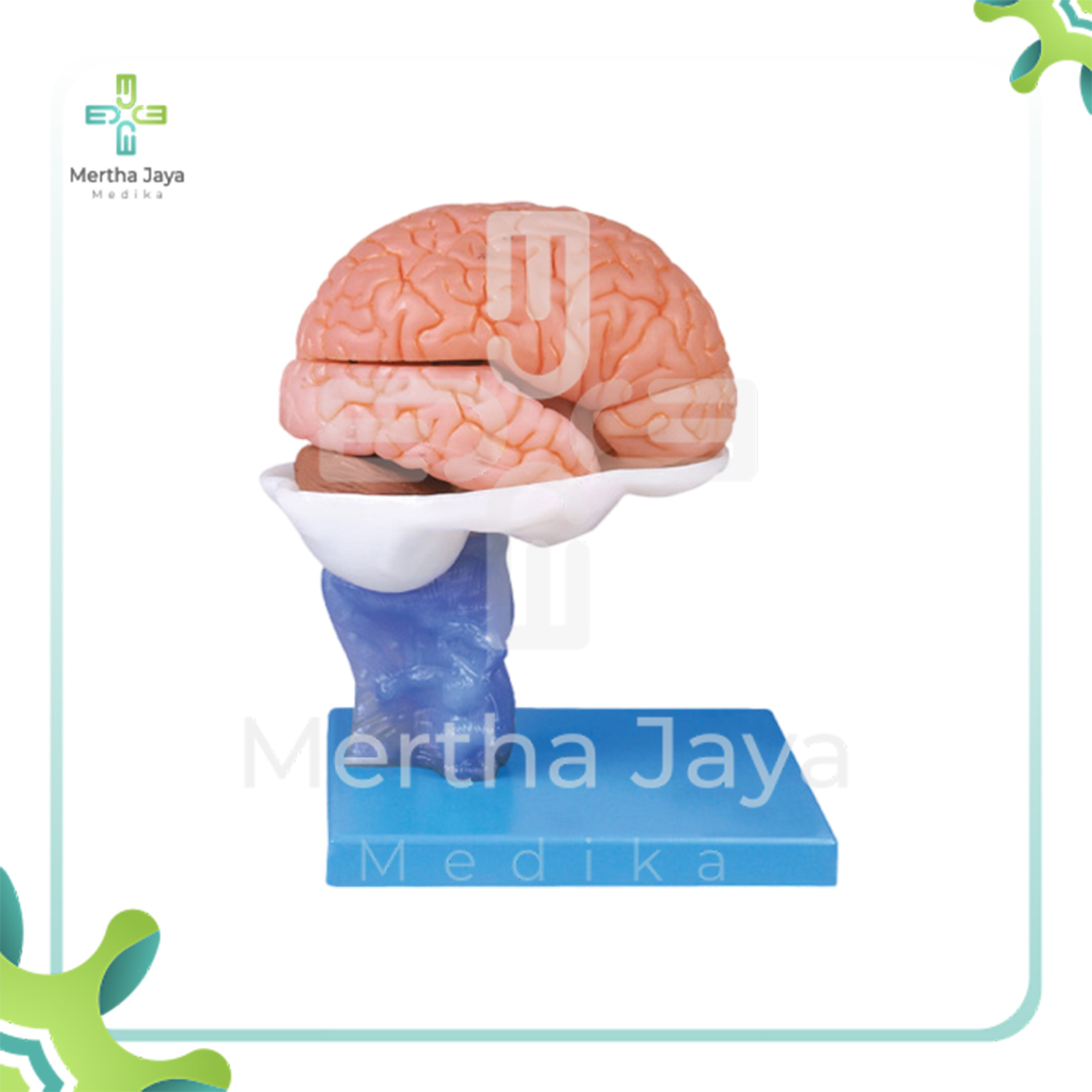GD_A18203 Brain