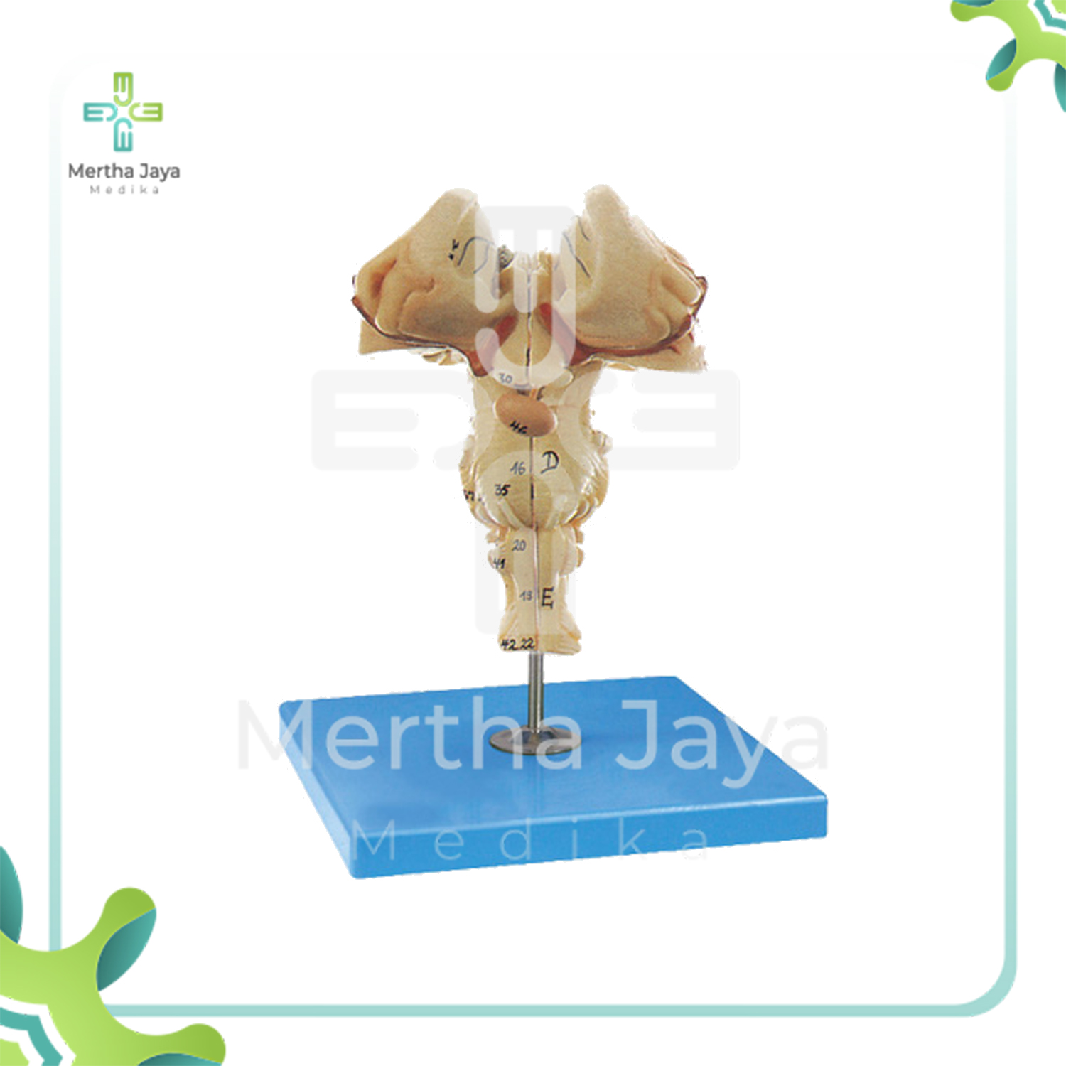 GD_A18215 Brainstem