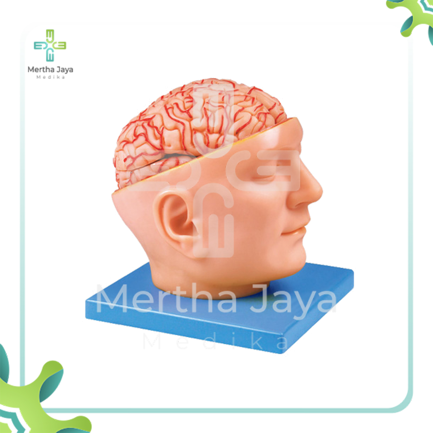 GD_A18219 Brain with Arteries