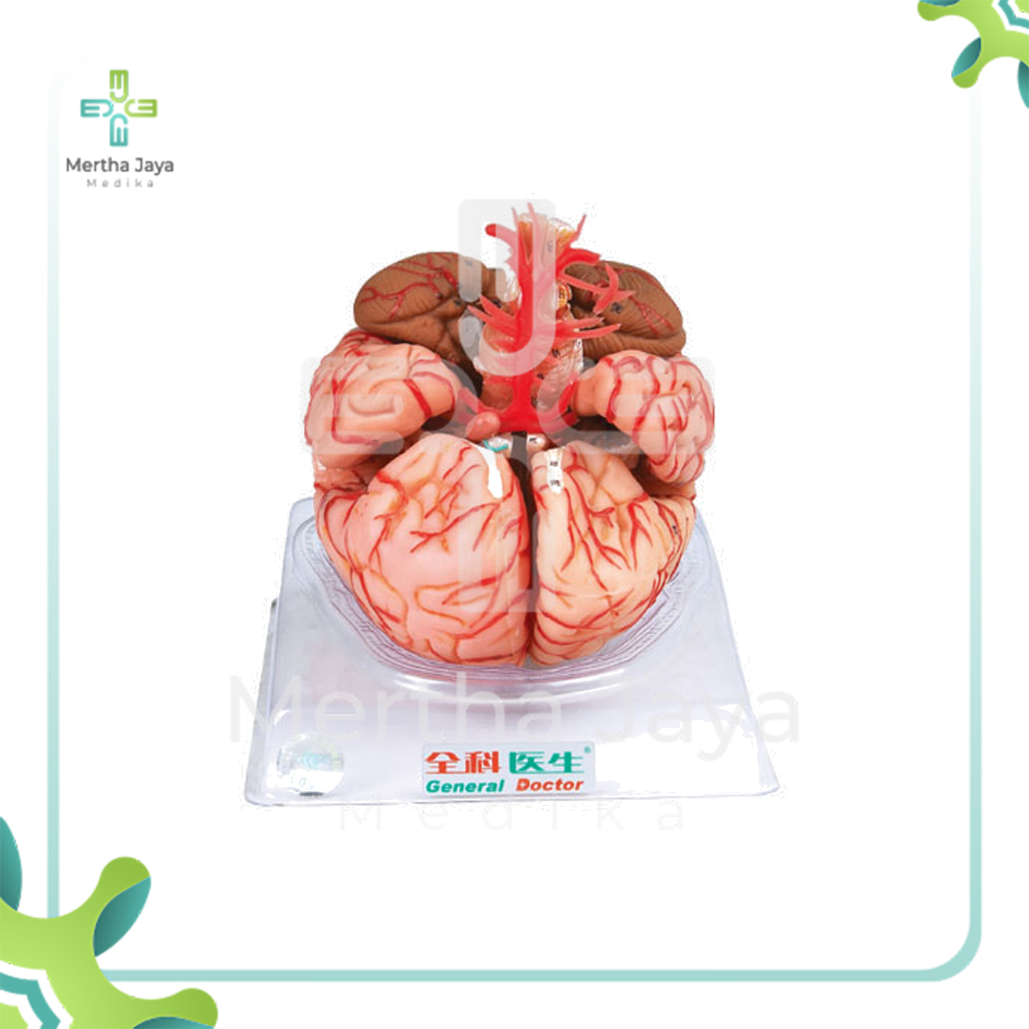 GD_A18220 Brain with Arteries