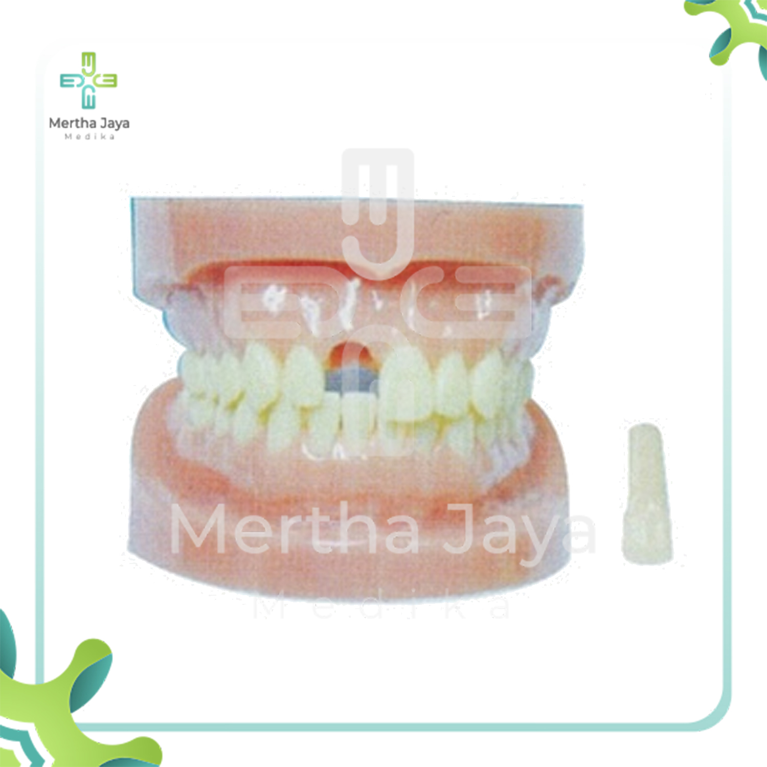 Detachable Teeth Model without Root – Mertha Jaya Medika