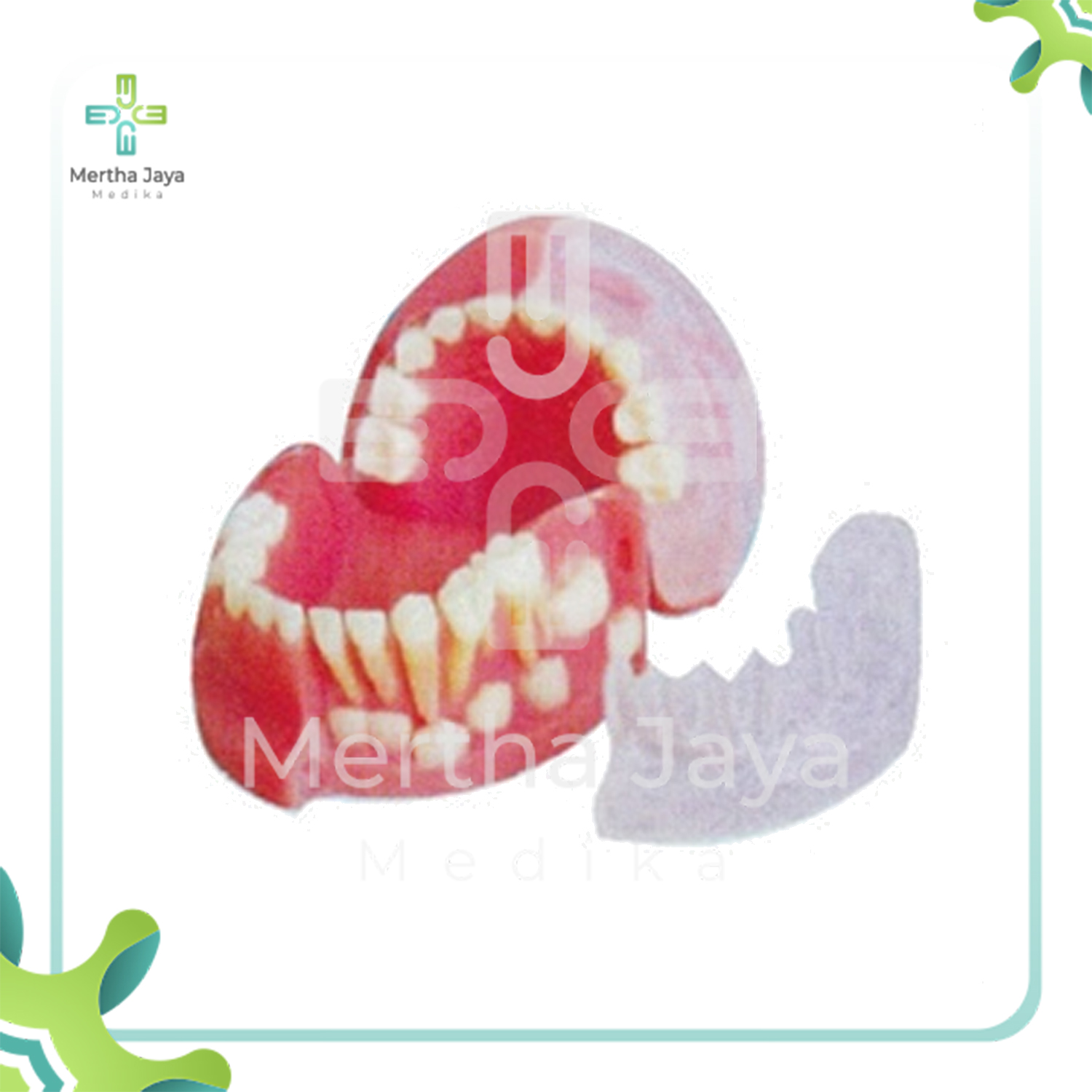 GD_B10030 Three-year-old Primary and Permanent Teeth Alternating Model