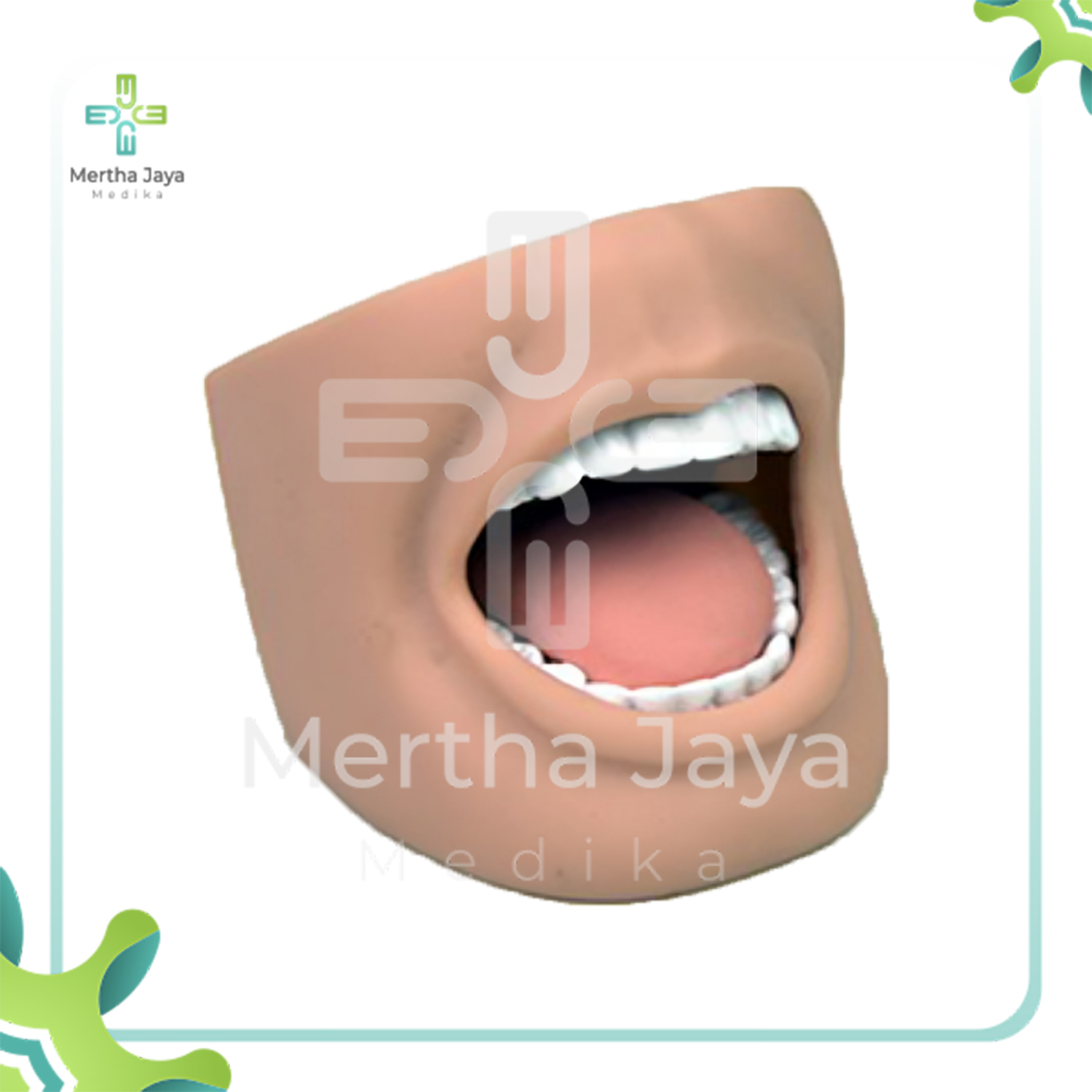 GD_H11-1 Adult Mouth Model with Full Teeth