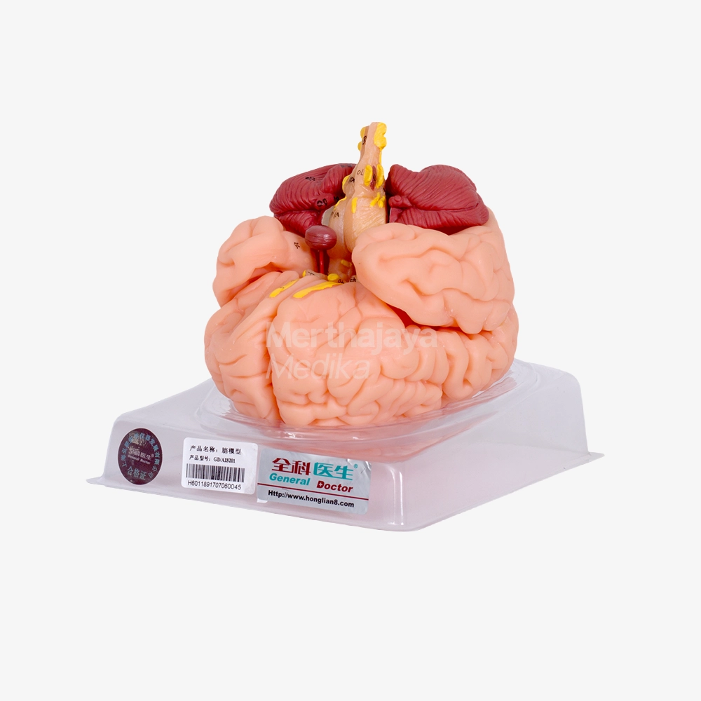 Anatomi Otak_Brain - GD_A18201