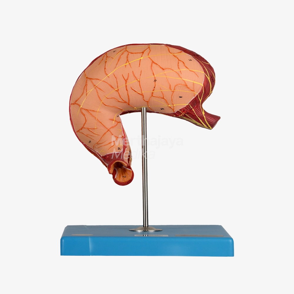 Anatomi Perut_Stomach - GD_A12002