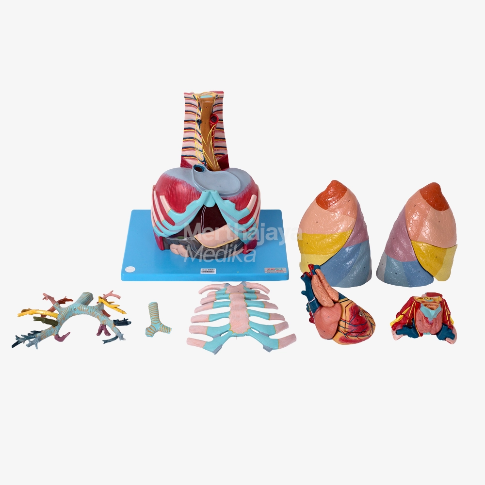 Anatomi Rongga Dada_Thoracic Cavity Model - GD_A13016