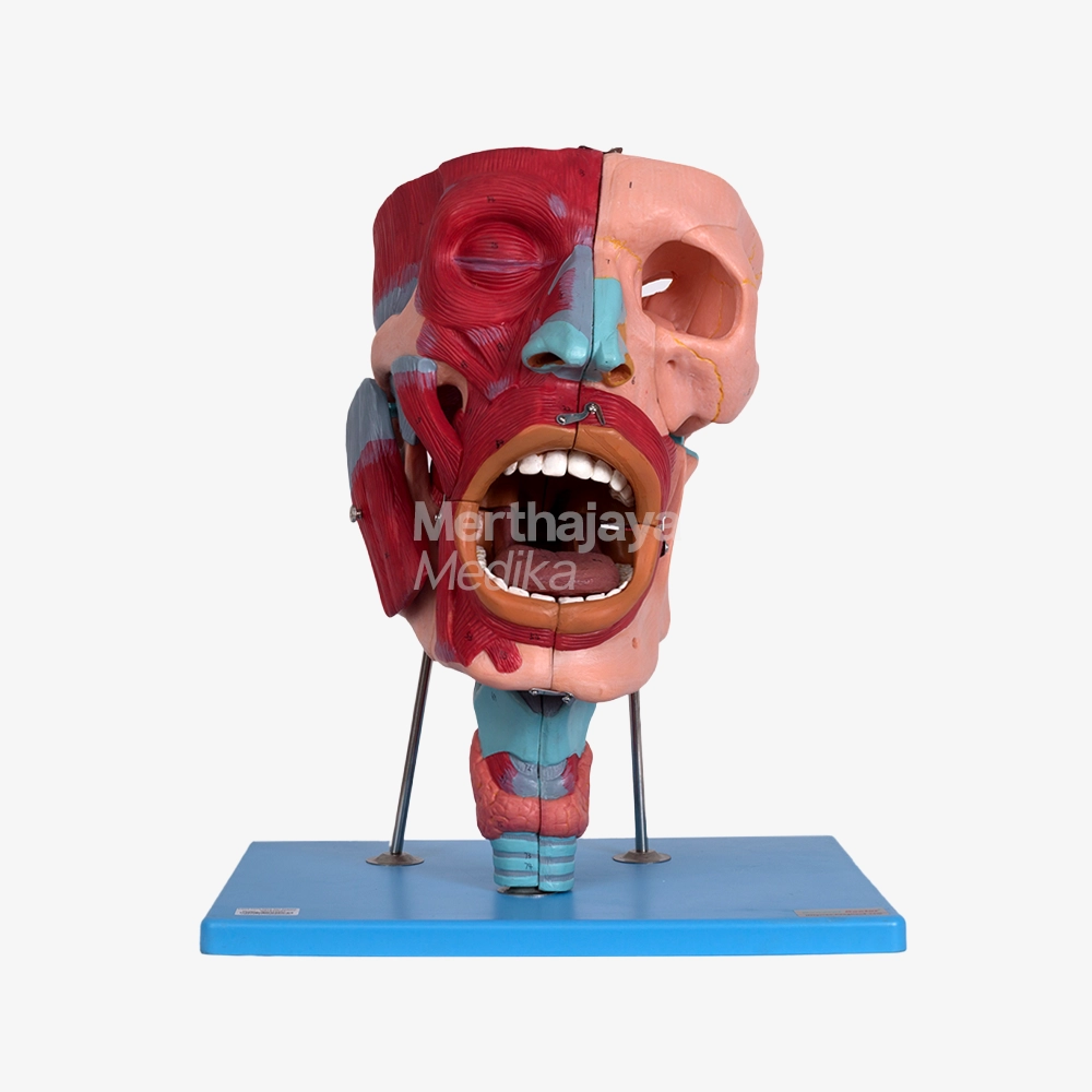 Anatomi Rongga Hidung, Rongga Mulut, Faring, Laring_Nasal, Oral, Pharynx and Larynx Cavities - GD_A13001
