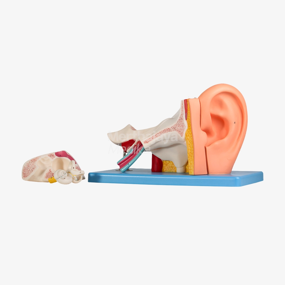 Anatomi Telinga_Ear Anatomy - GD_A17201