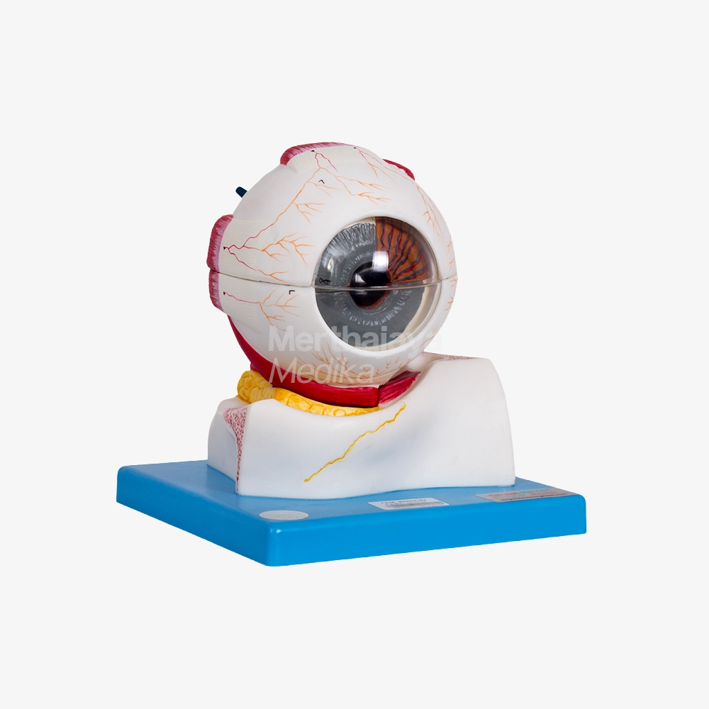 Bola Mata_Eyeball - GD_A17103