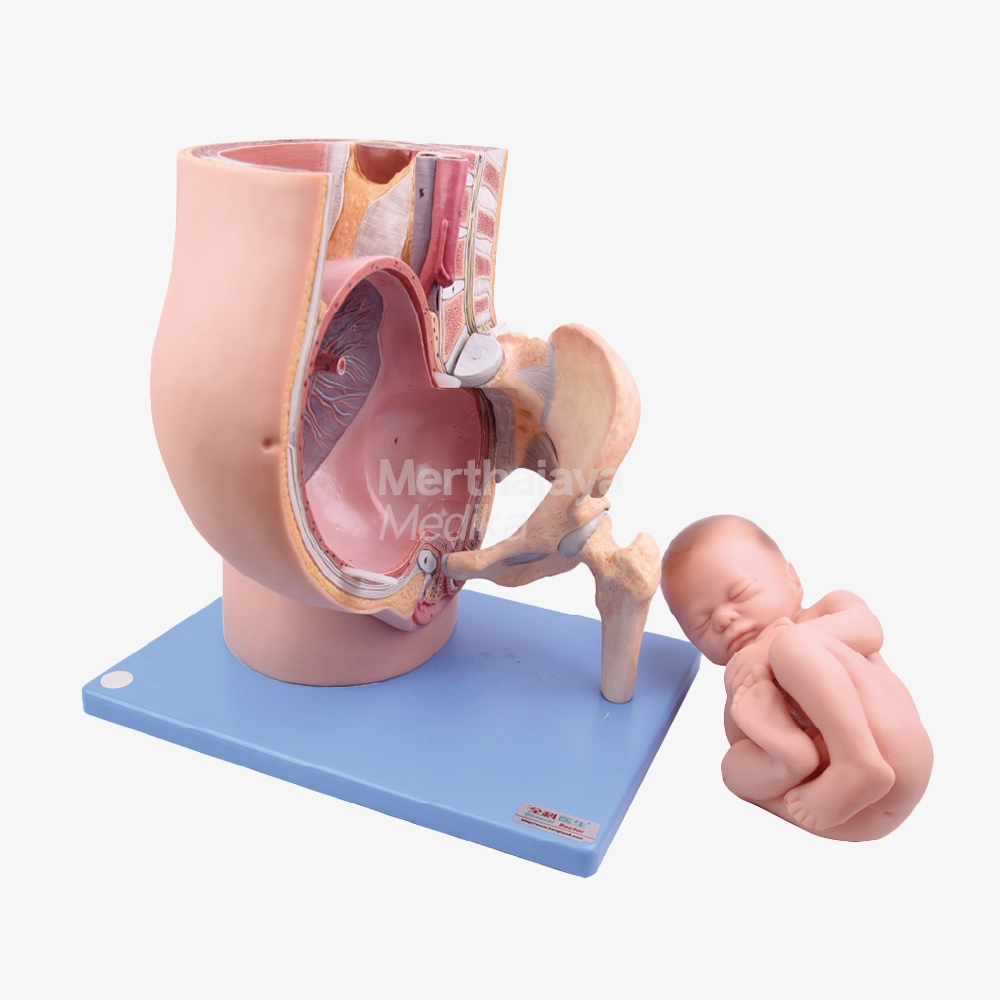 Manekin Panggul dan Janin usia 9 bulan Kehamilan_Pelvis and Fetus at 9 Month Pregnancy - GD_A4011