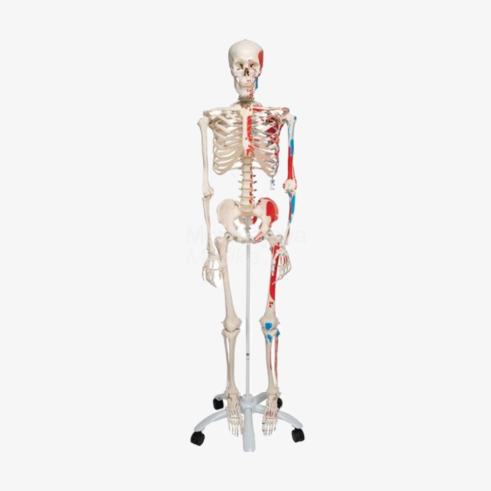 Manikin Skeleton_Human Skeleton Model Max with Painted Muscle Origins & Inserts - 3B Scientific