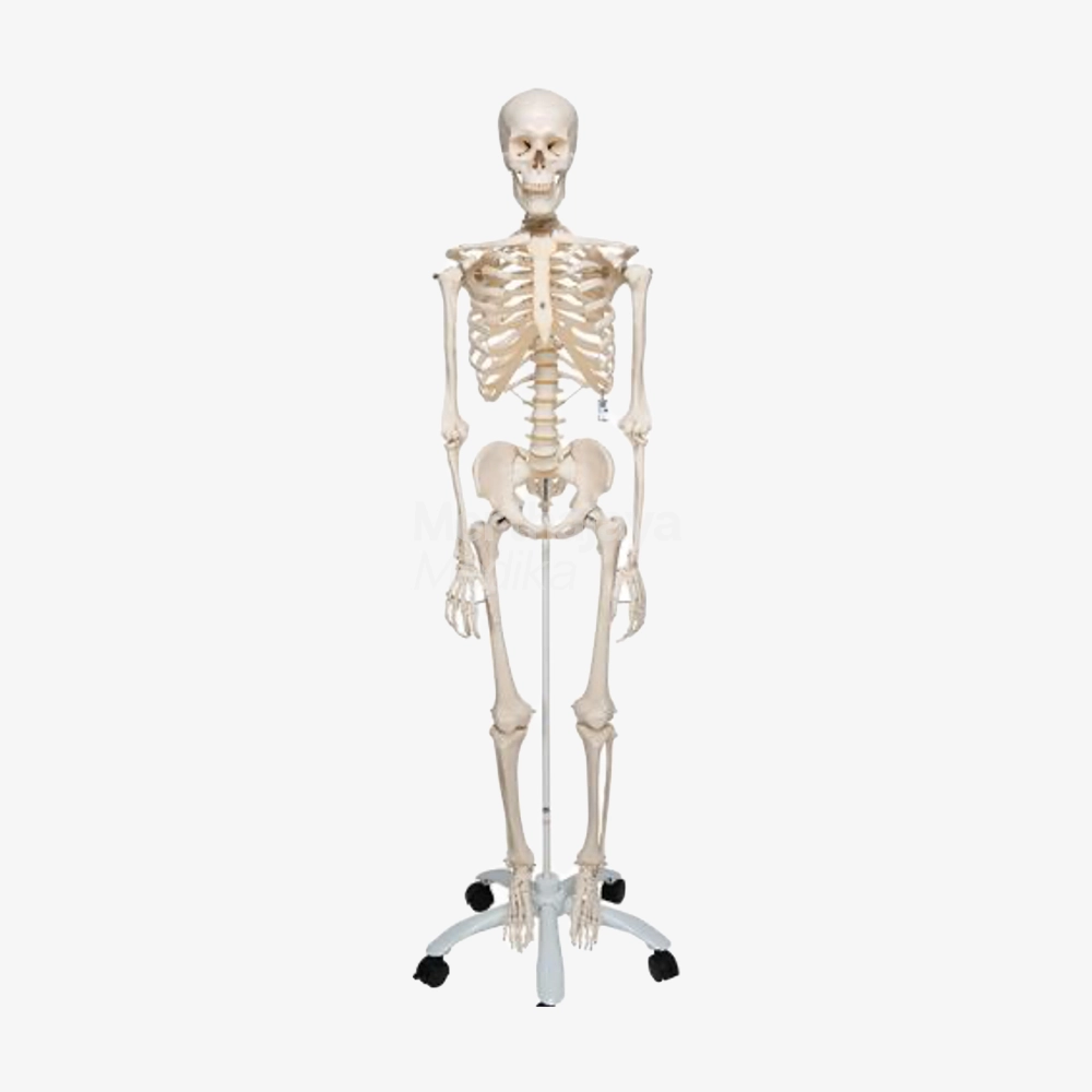 Manikin Skeleton_Human Skeleton Model Stan - 3B Scientific