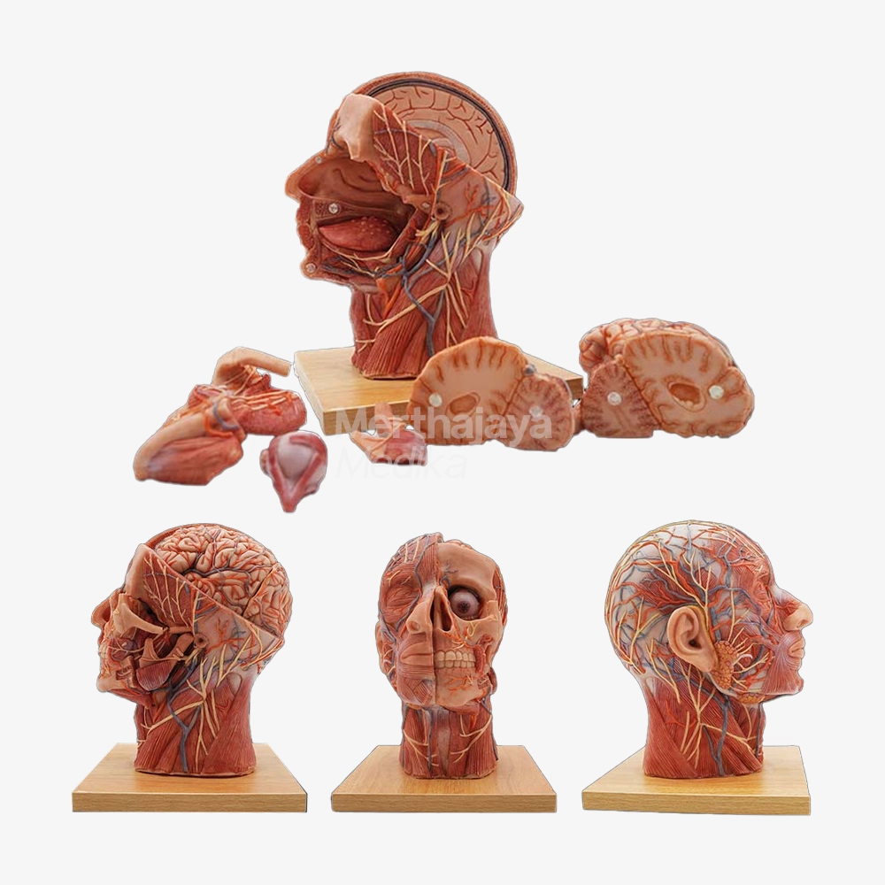 Model Anatomi Kepala dan Wajah Silikon_Head and Face Anatomy Model - HJ-004