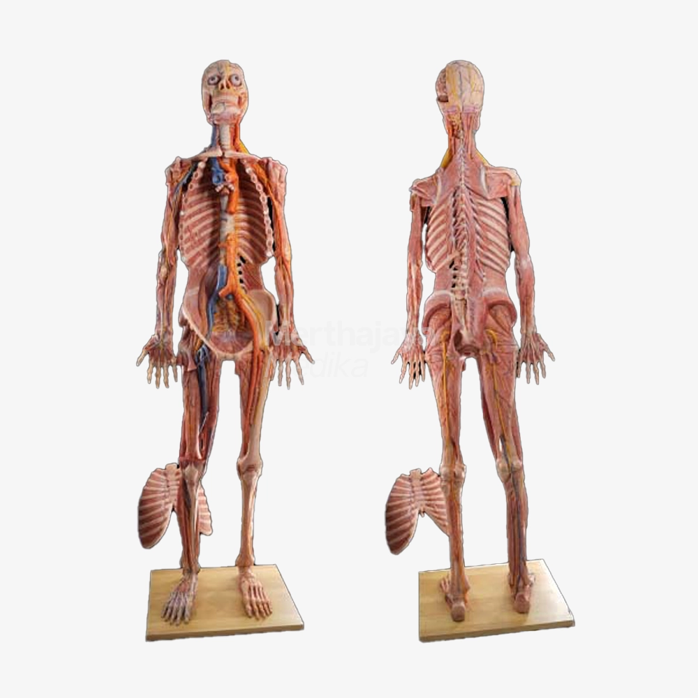 Model Anatomi Manusia Silikon_High Simulation Human Anatomy Model - HZ-002