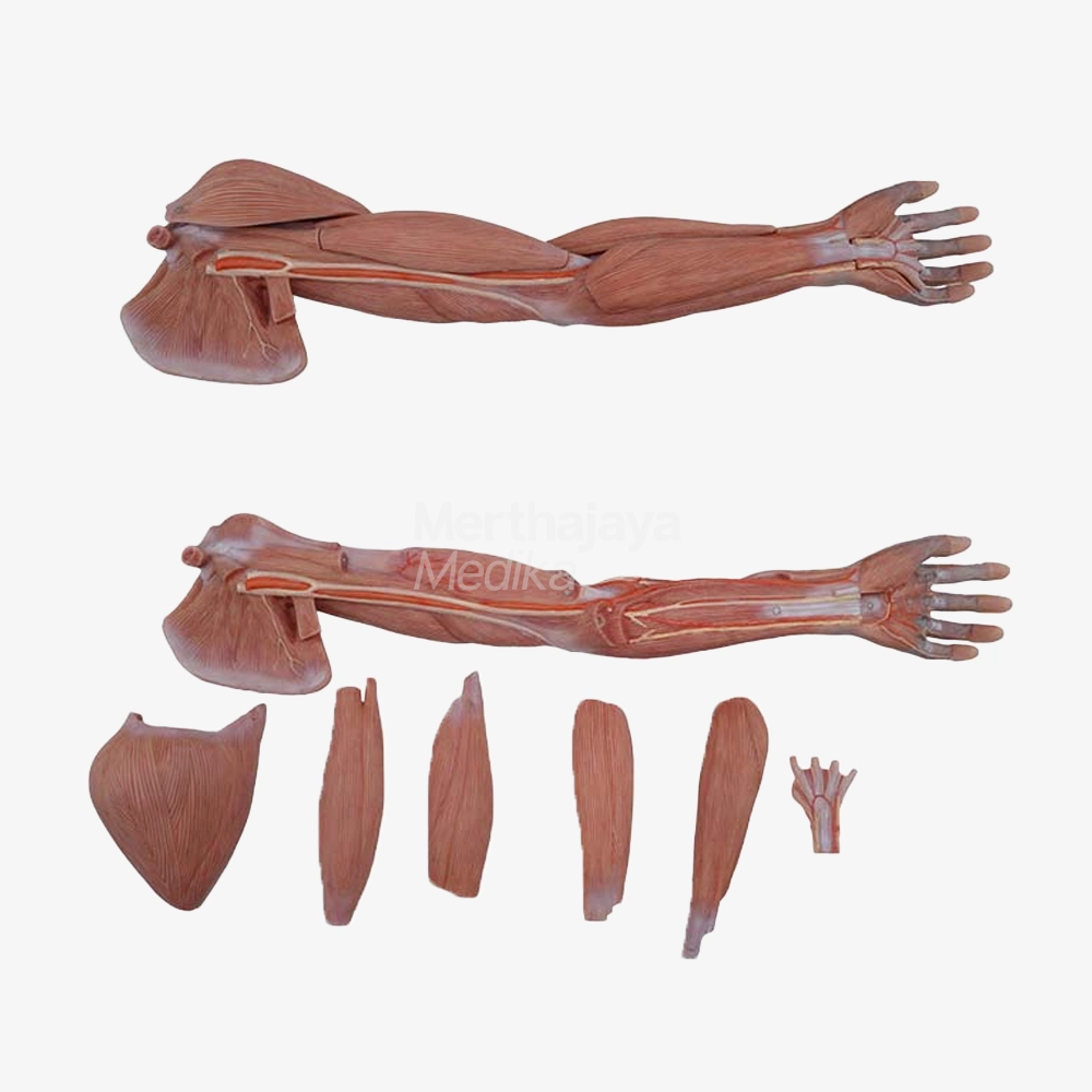 Model Anatomi Otot Ekstremitas Atas Silikon_Soft Simulated Muscles of Upper Limb Anatomy Model - HY-011