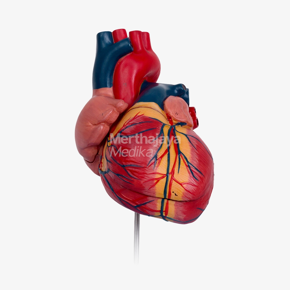 Model Jantung Dewasa_Adult Heart Model - GD_A16007