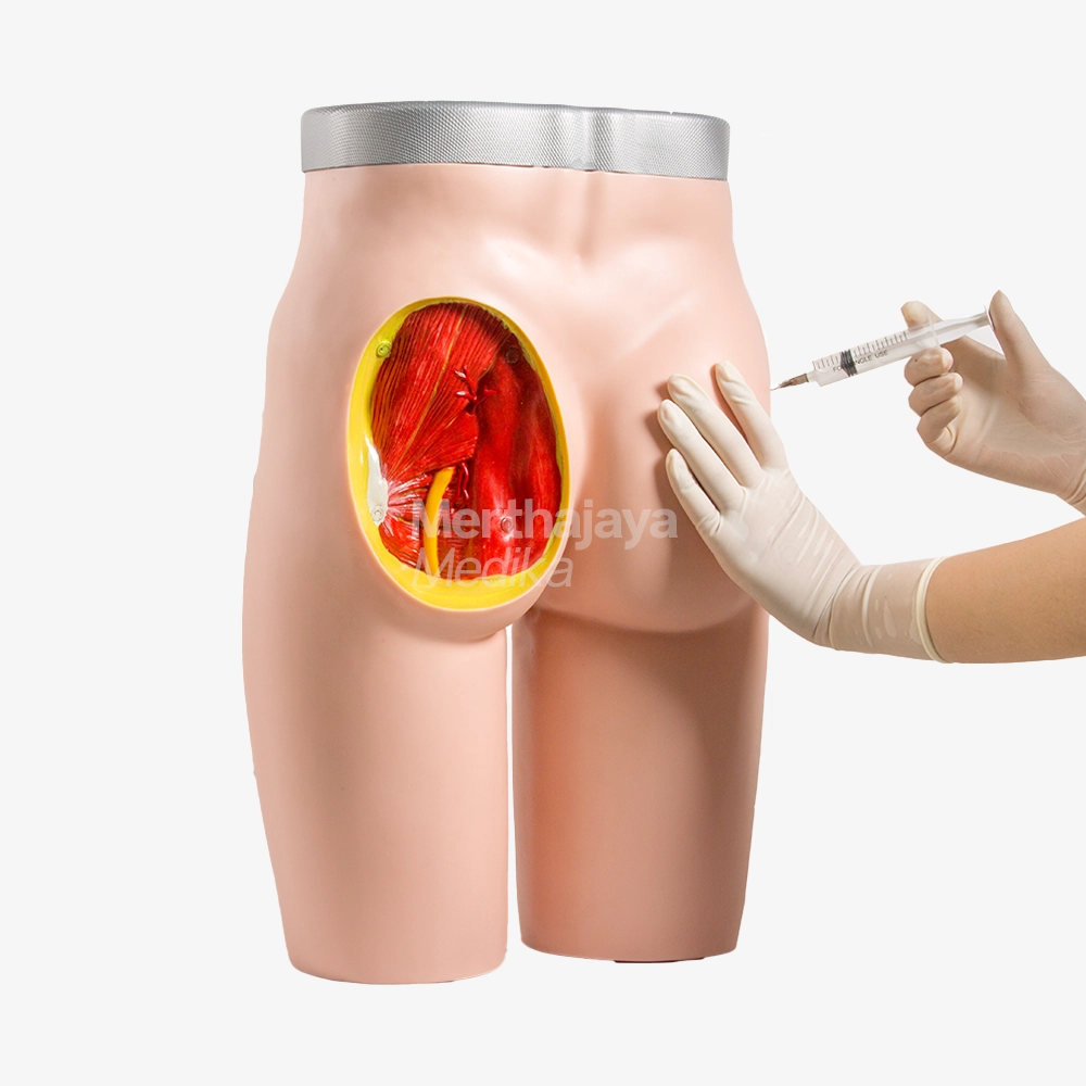 Model Pelatihan Intramuskular Injeksi _ Advanced Instramuscular Injection Training Model - GD_HS10C